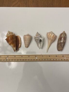 Lot of 5 Natural Shells Beautiful Specimens